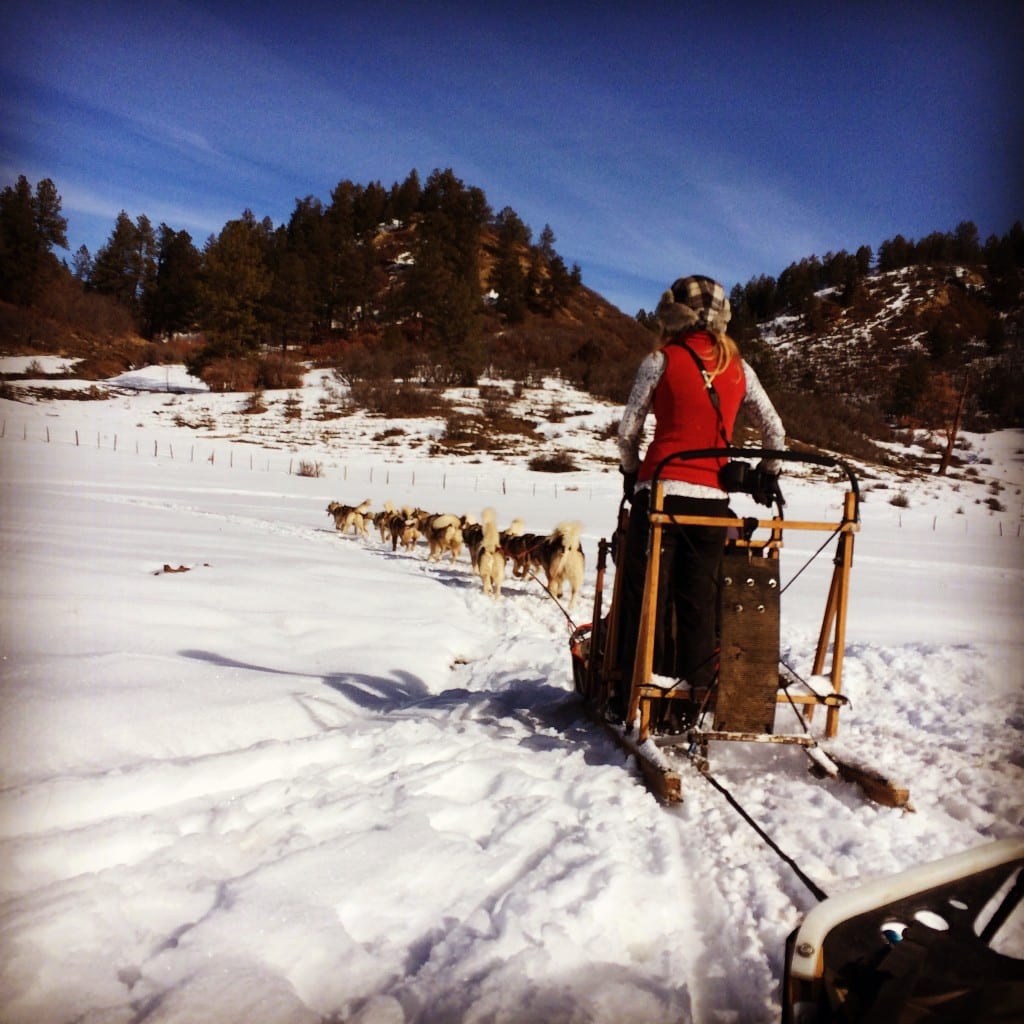 Pagosa Dog Sled