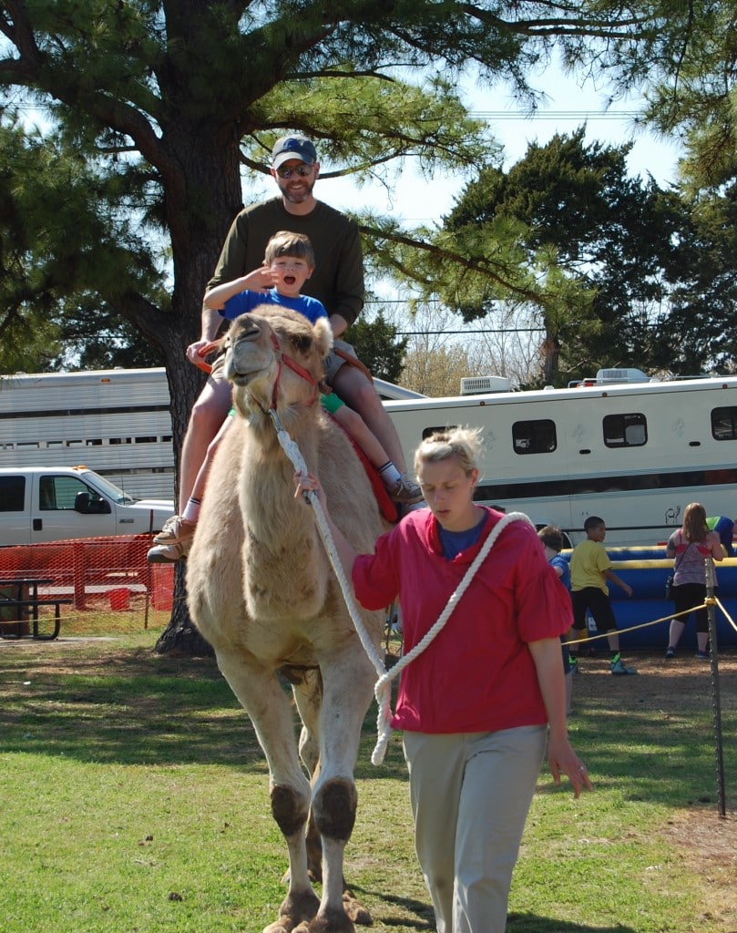 camel ride