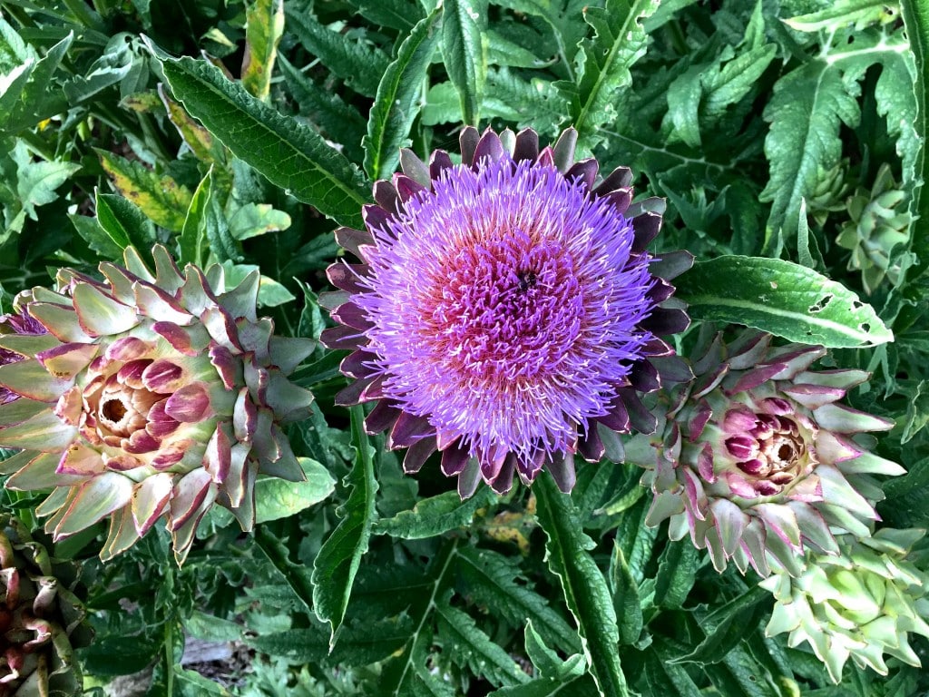 stuffed artichokes