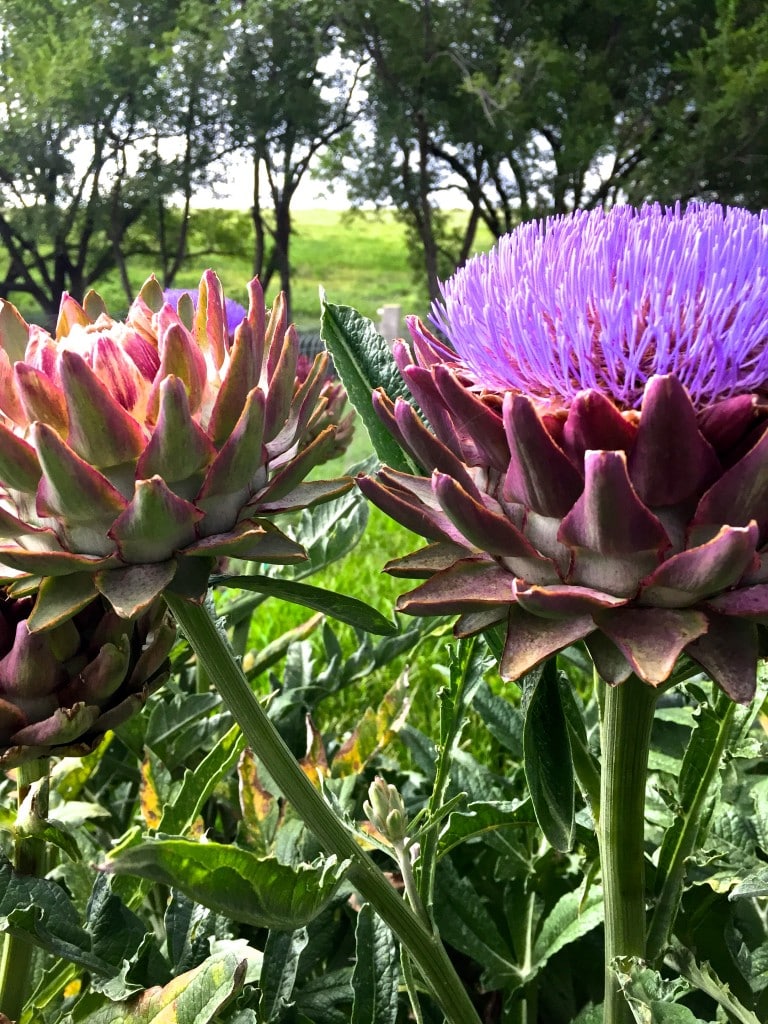 stuffed artichokes