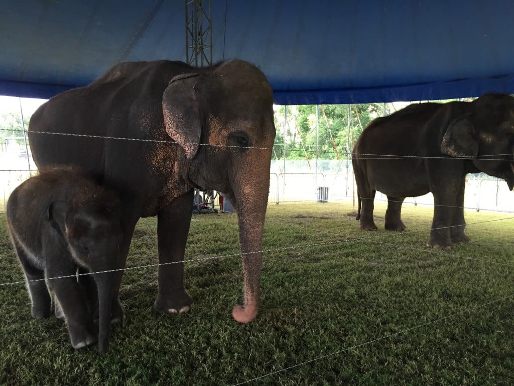 elephant sanctuary