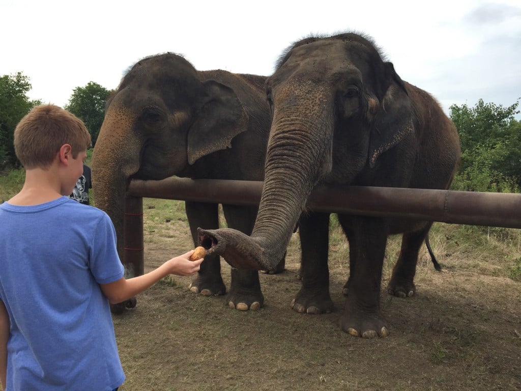 elephant sanctuary