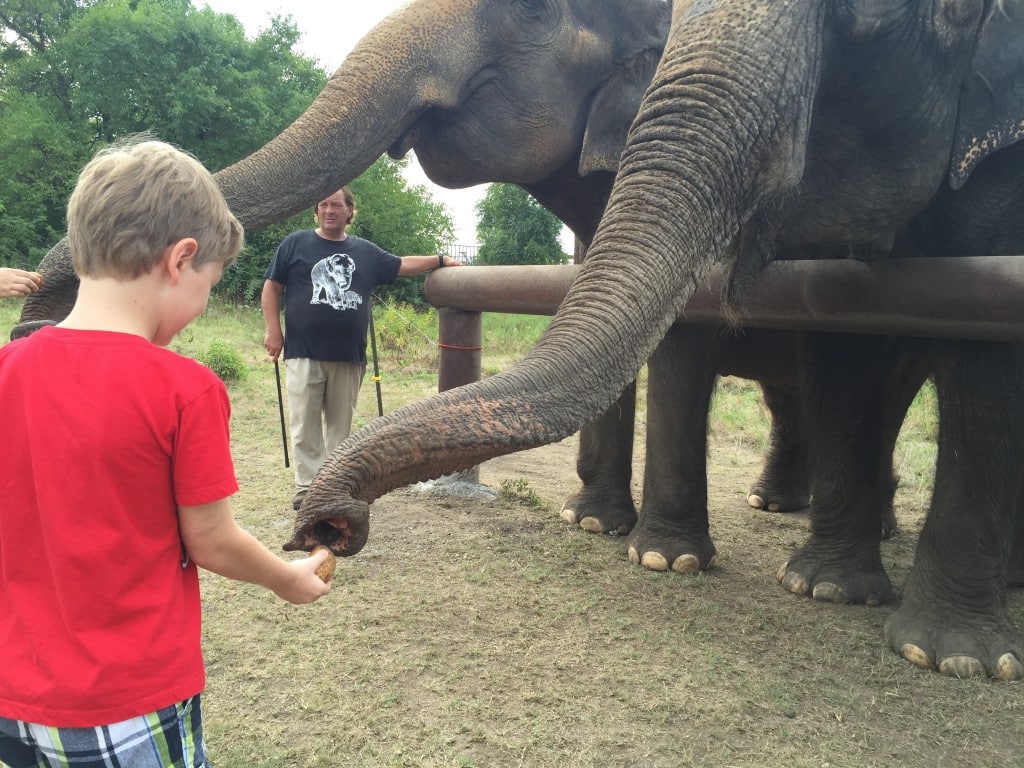 elephant sanctuary