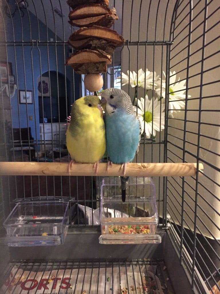 parakeets