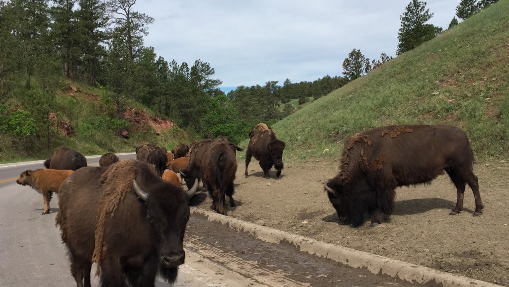 the black hills