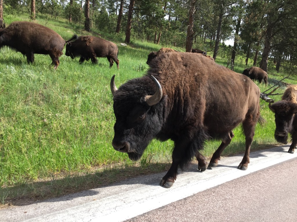 the black hills