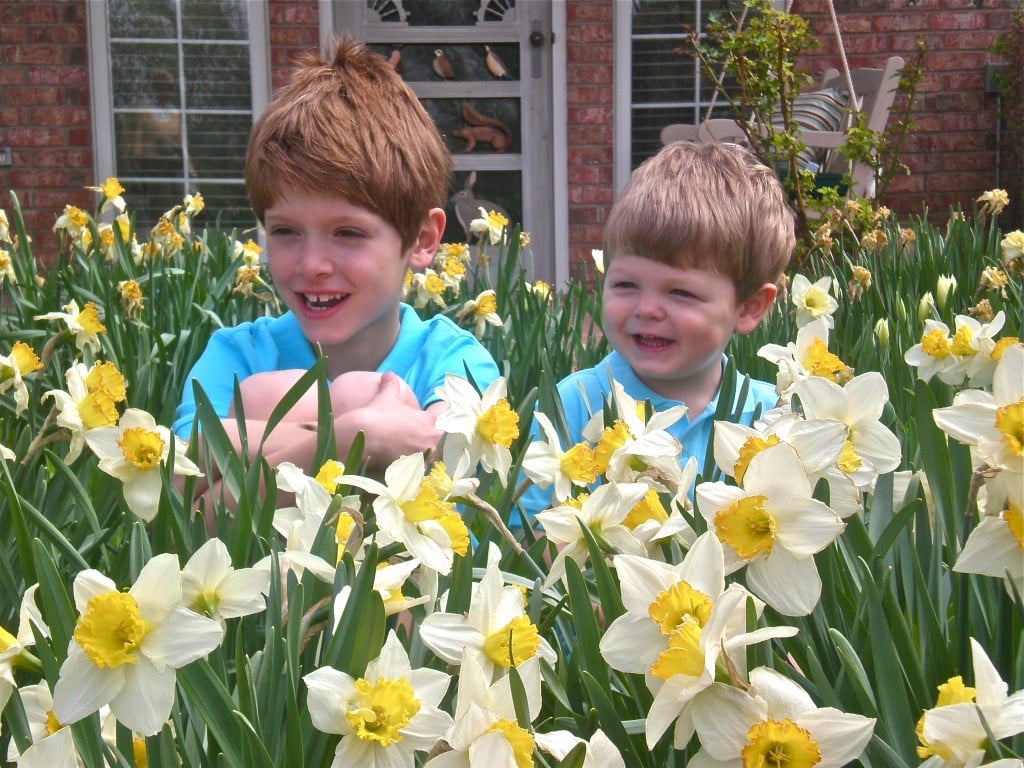 Little boys and daffodils - Hugs, Kisses and Snot