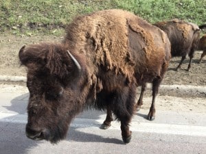 the black hills