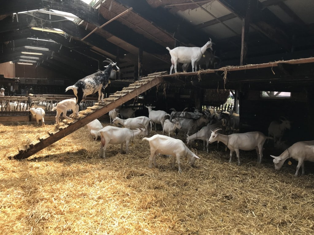 amsterdam goat farm