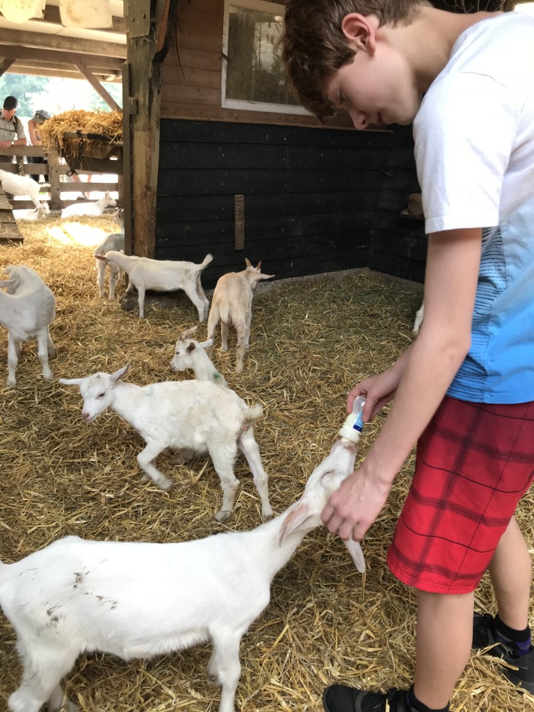 amsterdam goat farm