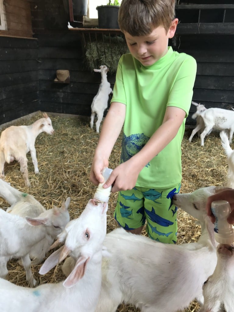 amsterdam goat farm