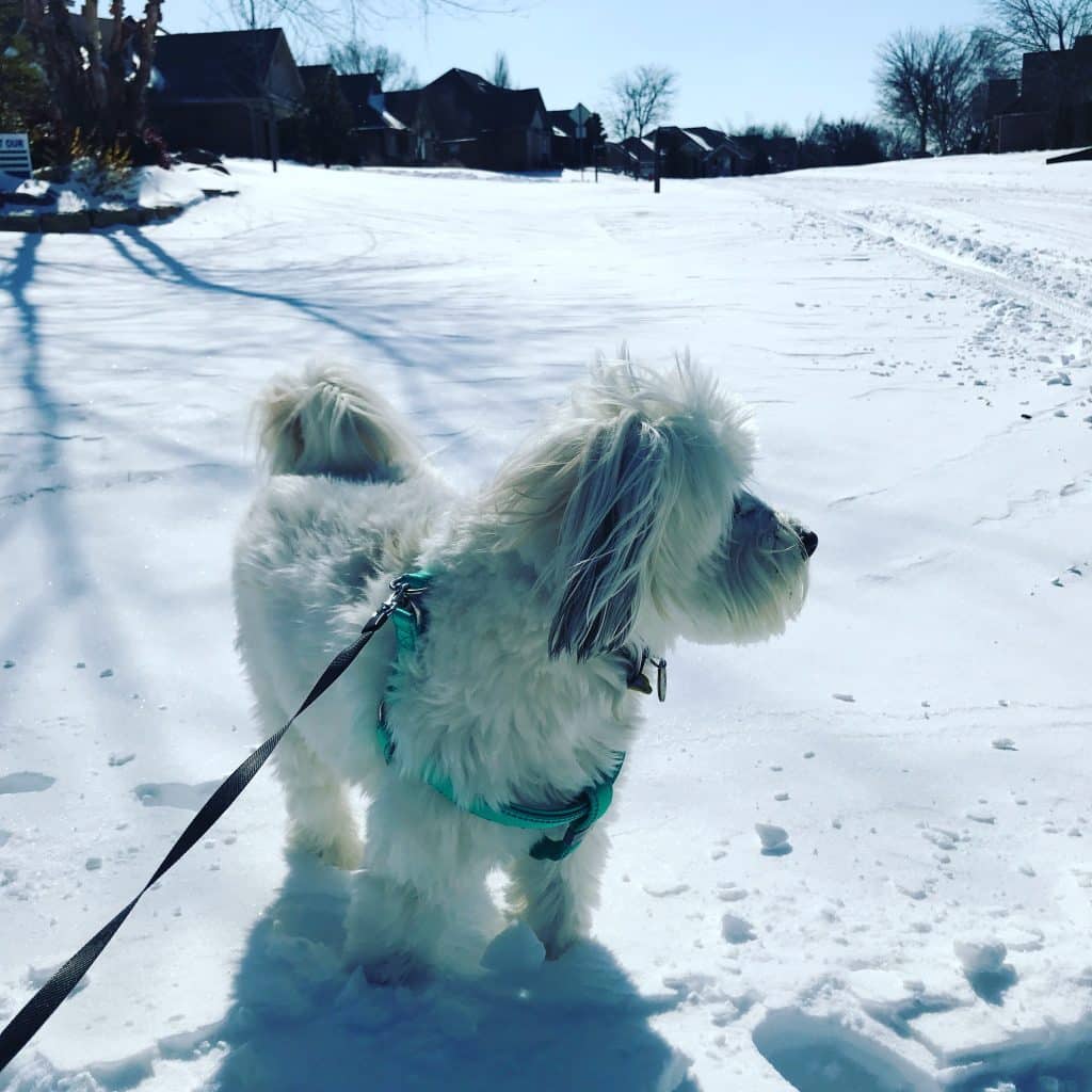 dog in snow