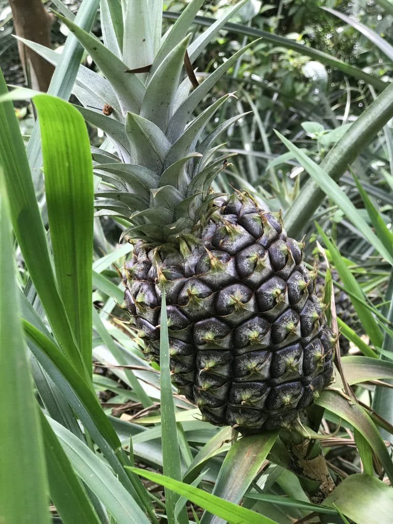 pineapple